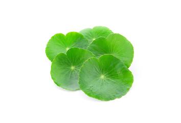CH 유기농 병풀잎수 CH Organic Centella Asiatica Leaf Water