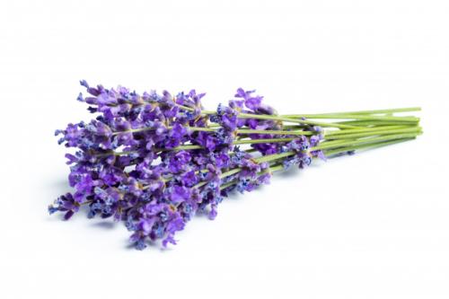 CH 천연 라벤더추출물-P CH Natural Lavender Extract-P