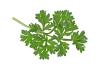 CH 천연 인진쑥추출물 CH Natural Artemisia Capillaris Extract