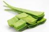 CH  ˷ο Ÿ⹰-G
 CH Organic Aloe Maculata Leaf Extract-G