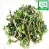  Ұ - 
 Organic Artemisia Vulgaris	