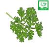   - 
 Organic Artemisia Capillaris	