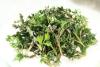 CH  Ұ⹰
 CH Organic Artemisia Vulgaris Extract